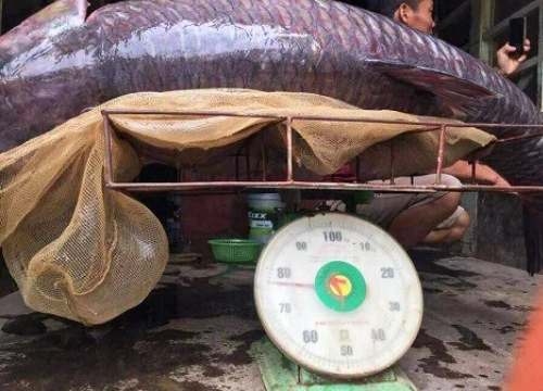 Ngư dân bắt được cá trắm đen "khủng" 71kg gần hồ Thác Bà