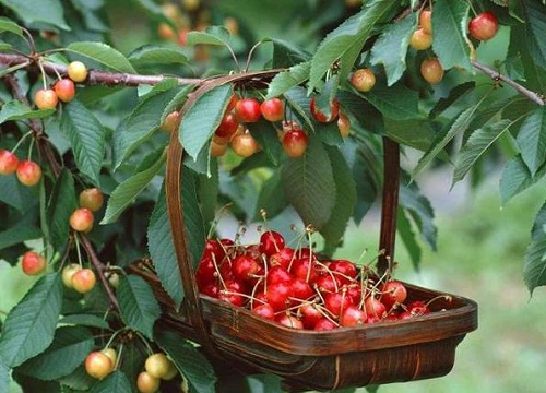 3 bước trồng cây cherry đơn giản giúp bạn có thể thu hoạch vài trăm quả mỗi ngày, đảm bảo ăn mãi không hết