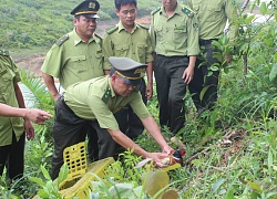 Thả một cá thể chim trĩ đỏ quý hiếm về tự nhiên