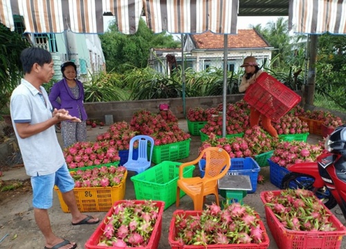 Trồng "cây rồng", số hộ thu hàng trăm triệu đồng/năm đếm không xuể