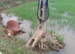 TT-Huế: Bò lăn đùng ra chết khi ăn cỏ cạnh trụ viễn thông