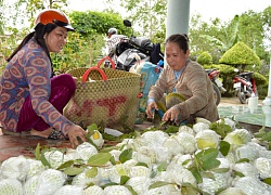 500 đồng/kg ổi lê Đài Loan, nhà vườn "khóc đứng khóc ngồi"