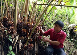 Cả làng hẻo lánh khá lên nhờ trồng cây ra quả đỏ dưới gốc