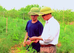 Chỉ 2 sào măng tây xanh, hái mầm mỗi ngày, thu 12-18 triệu/tháng