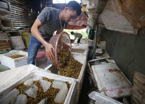 Người dân Hà Nội 'nhặt cánh, đóng thùng' châu chấu