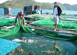 Tôm hùm ở chung với vẹm xanh, rong sụn, được "ăn" cả 3