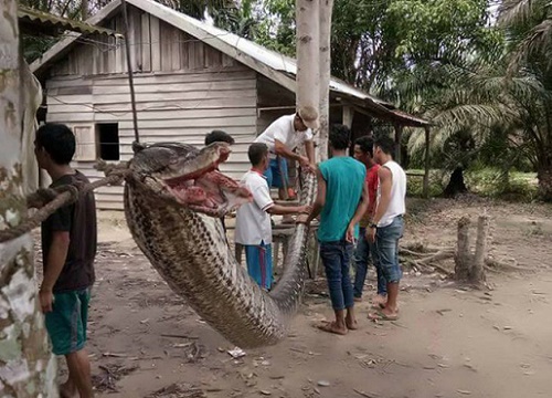 Trăn dài khổng lồ 7m lại nuốt người - tại sao thảm họa này liên tục xảy ra?