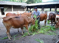 Vay 5 triệu cách đây 10 năm, nay có thu nhập 300-400 triệu/năm