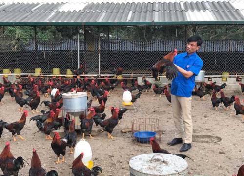 Hành trình 4 năm từ chàng trai mồ côi đến "tỷ phú gà ri" Lạc Thủy