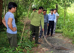 Kiên Giang: Một con kỳ đà hoa nặng 11kg bất ngờ bò vào trụ sở huyện