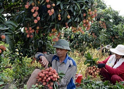 Nhà nông "sống dở chết dở" vì thông tin thất thiệt trên báo