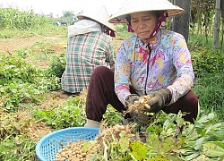 Thâm canh gối vụ vừa tiết kiệm nước vừa có thêm 30 triệu mối năm