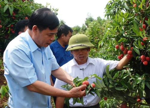 Chuyện "thần kỳ" ở đất vải: 5 ngày tăng hơn 1.000 tỷ