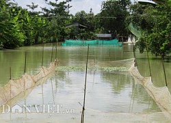 Nuôi rắn ri voi, cá tai tượng, trồng quýt đường mà lãi 1 tỷ/năm