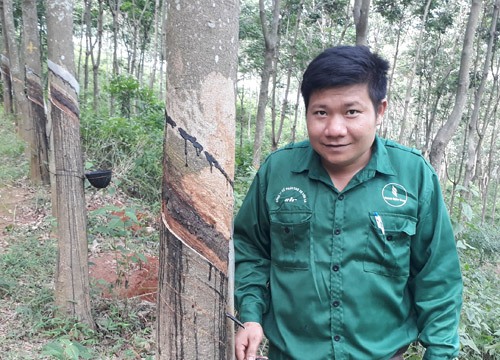 "Vàng trắng" cho thu hoạch trên đất Tây Bắc, nông dân hết hoài nghi