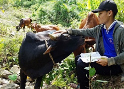 Sáng lên rừng chăn bò, chiều đi thi