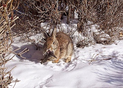 Jackalope: Từ huyền thoại thỏ sừng nai trong truyện dân gian Mỹ đến những con thỏ "quái vật" ngoài đời thực vì căn bệnh đáng sợ