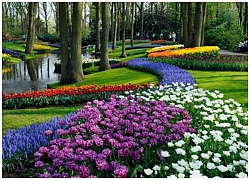 7 triệu bông tulip trong vườn hoa lớn nhất thế giới