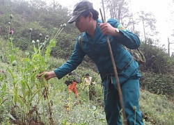 Kỳ 2: Tiếp cận loài hoa đẹp "chết người"