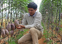 &#8220;Cơn sốt&#8221; của lạ ở Đà Lạt: Dưa pepino tím độc nhất Việt Nam