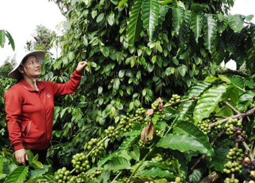 Đăk Lăk: Phát triển sản xuất là cốt lõi để xây dựng nông thôn mới