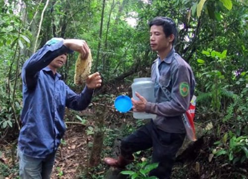 Hành trình... kiếm mật vàng thu vàng của đồng bào Mông Tây Bắc