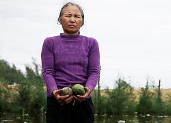 Hơn 100.000ha lúa, hoa màu ở miền Bắc bị nhấn chìm vì mưa lũ