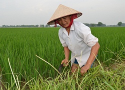 Khâm phục những huyện nhiều năm lãng quên thuốc bảo vệ thực vật