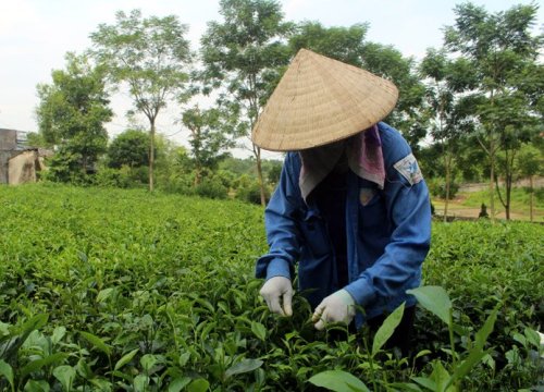 Làm mới trà theo cách này, chỉ bán vài cân đổi được mấy chỉ vàng