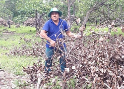 Nắm những chiêu này, ông Ba thu lãi &#8220;khủng&#8221; hơn 1 tỷ từ trồng điều