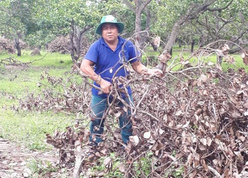 Nắm những chiêu này, ông Ba thu lãi "khủng" hơn 1 tỷ từ trồng điều