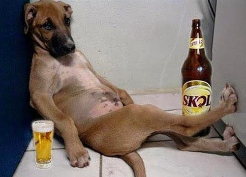 Đừng bỏ lỡ ảnh chó uống bia này! Có thể bạn sẽ bất ngờ khi thấy một chú chó quen thuộc của chúng ta lại có thể thưởng thức đồ uống cũng giống như con người. Hãy cùng chiêm ngưỡng hình ảnh thú vị này nhé!