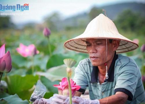 Biến đất hoang thành đầm sen, đẹp làng, nhà lại có tiền tiêu