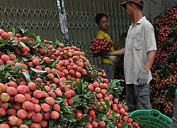 "Các nhà" chung tay, vải bay khắp chốn