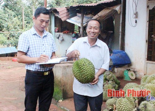 Lạ đời: Chủ vườn sầu riêng "hành tỏi" thương lái, vẫn thu 5 tỷ/vụ