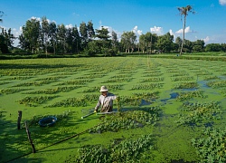 Lội ao hái rau nhút kiếm hơn triệu đồng mỗi ngày ở Sài Gòn