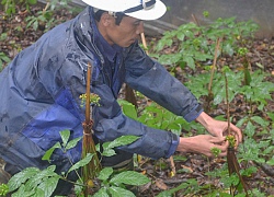 Nơi hẻo lánh, dân chờ khấm khá khi trồng 2 loại sâm quý