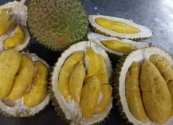 Sầu riêng Musang King "ngon tụt lưỡi", giá cao ngất, không đủ bán