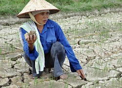 Thanh Hóa: Nông dân cay đắng nhìn ruộng nứt toác, lúa sắp chết khô