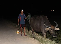 Tránh nắng như thiêu đốt, nông dân ra đồng lúc nửa đêm