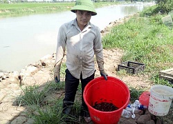 Chàng "Quách Tĩnh" ngắm mưa rào, đợi rắn đẻ, thu tiền rủng rỉnh