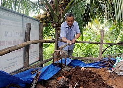 Hậu Giang: Vườn dừa xanh tốt, sai lúc lỉu nhờ rơm rạ