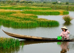 Hương vị quê nhà: Nhớ cồn cào dưa năn, ăn rồi, ăn nữa, muốn ăn mãi