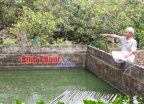 Lại hồ hởi nuôi ba ba vì thương lái lùng mua cả con còn bé