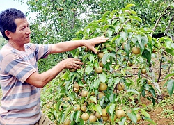 Lào Cai: Cây lê thấp tè sát đất mà trĩu trịt quả mọng