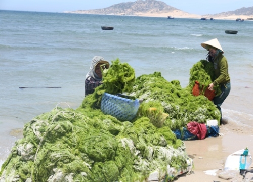 Ninh Thuận: Dân bất ngờ trúng lớn "lộc biển", mỗi ngày kiếm vài trăm ngàn