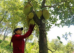 Nơi đắt cắt cổ, nơi ăn không hết, dân đem mít sấy khô, dành ăn chơi