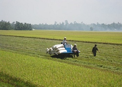 Nông dân trồng lúa "hóng" cuộc chiến tranh thương mại Mỹ- Trung