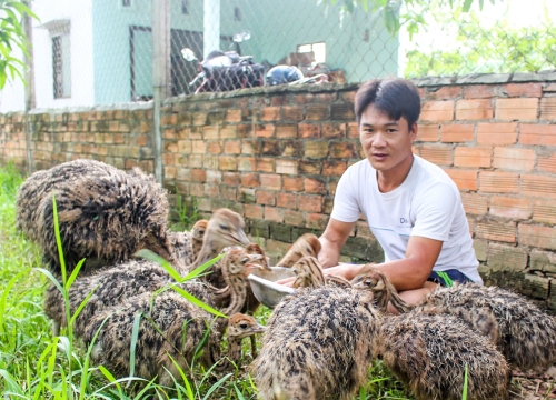 Nuôi chim to xác, hiền như thỏ, nhát như cáy, bán 5,5 triệu/cặp