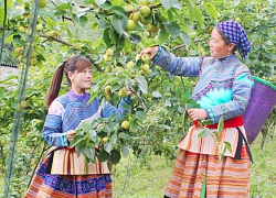 Vùng đất cành lê thấp tè trĩu quả, mận chín tím cây, là nơi &#8220;trốn nóng&#8221;